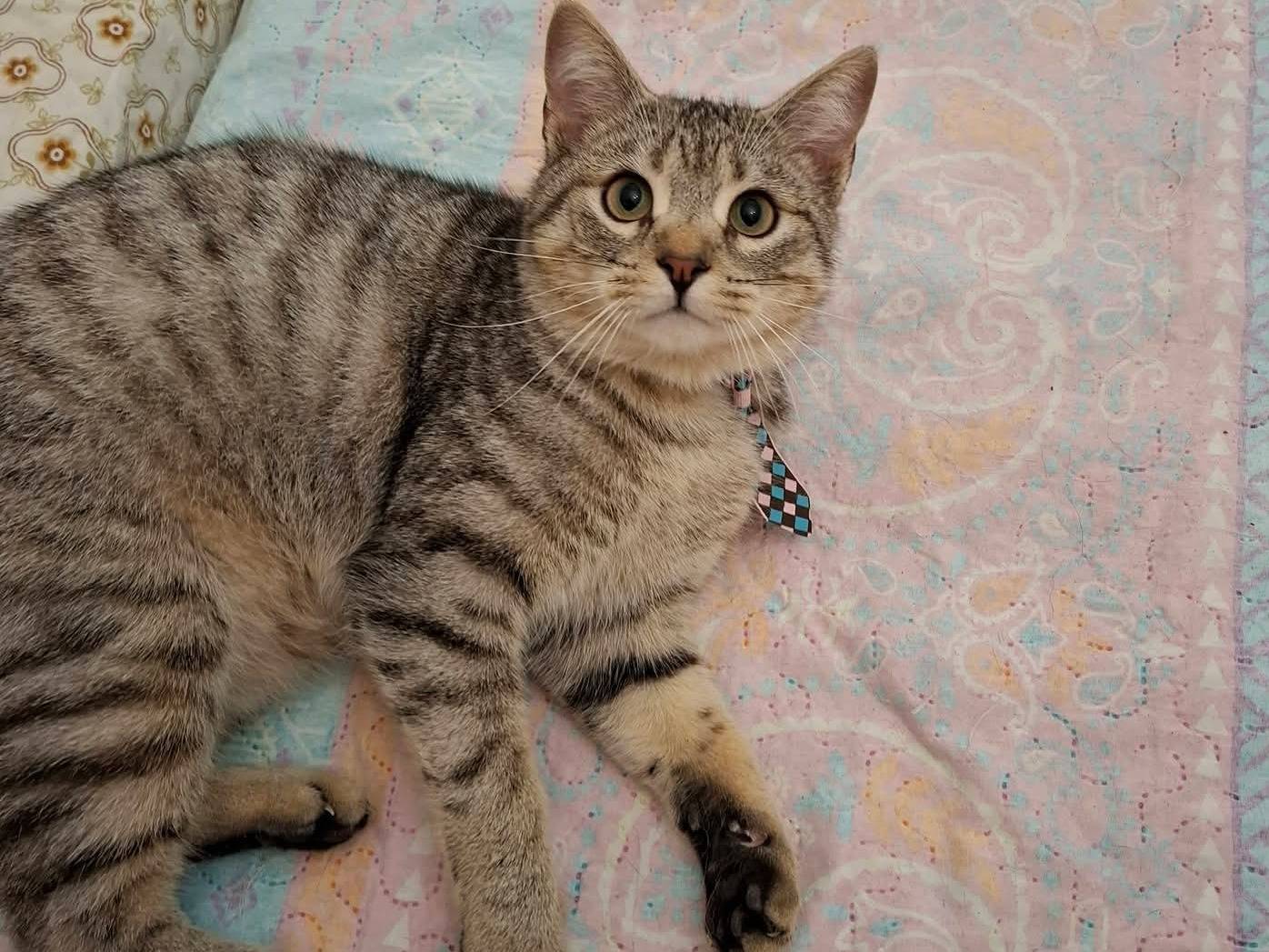 Adotta un gatto, taglia non valida, maschio, Potenza