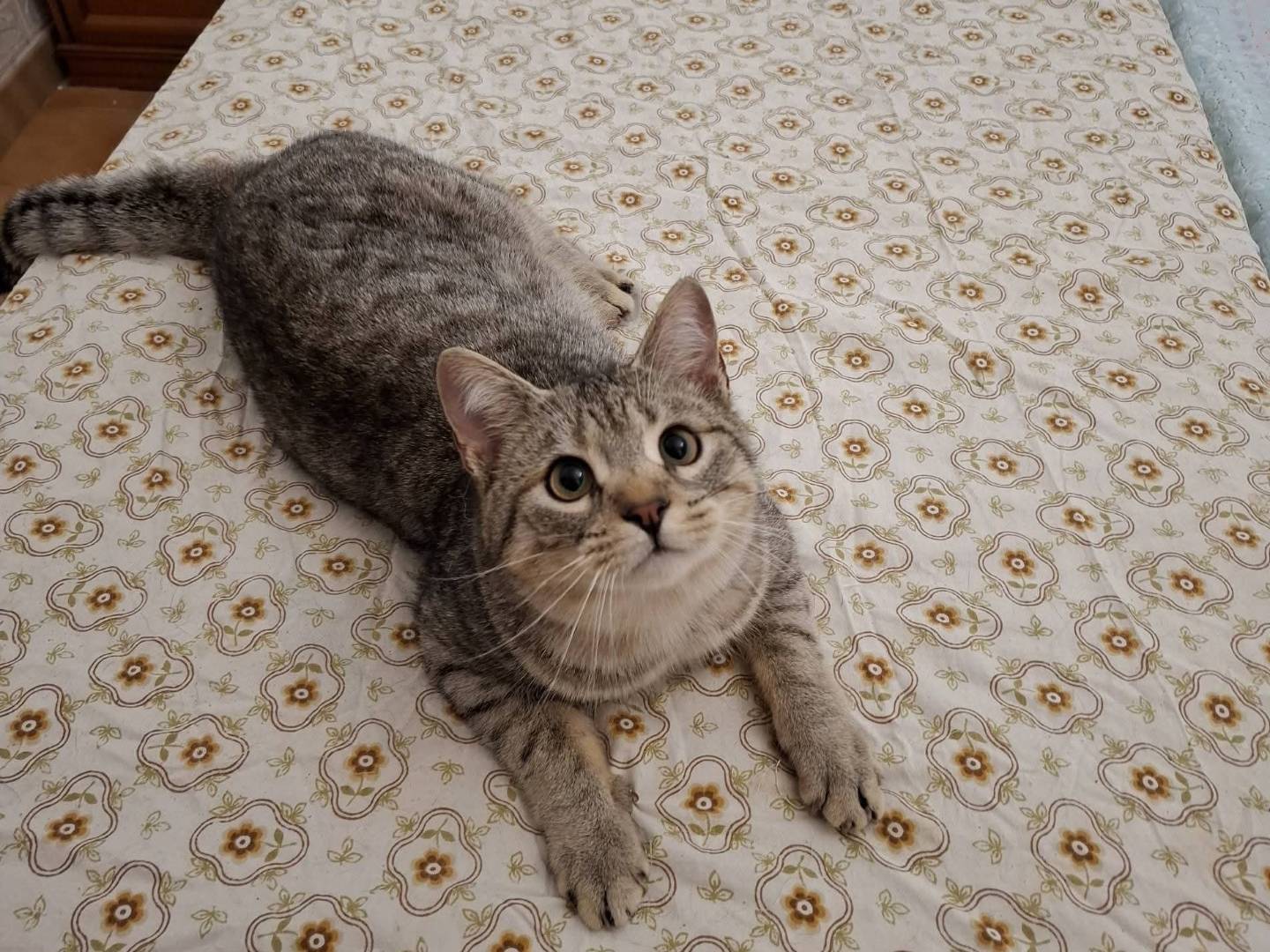 Adotta il gatto Daniel a Potenza