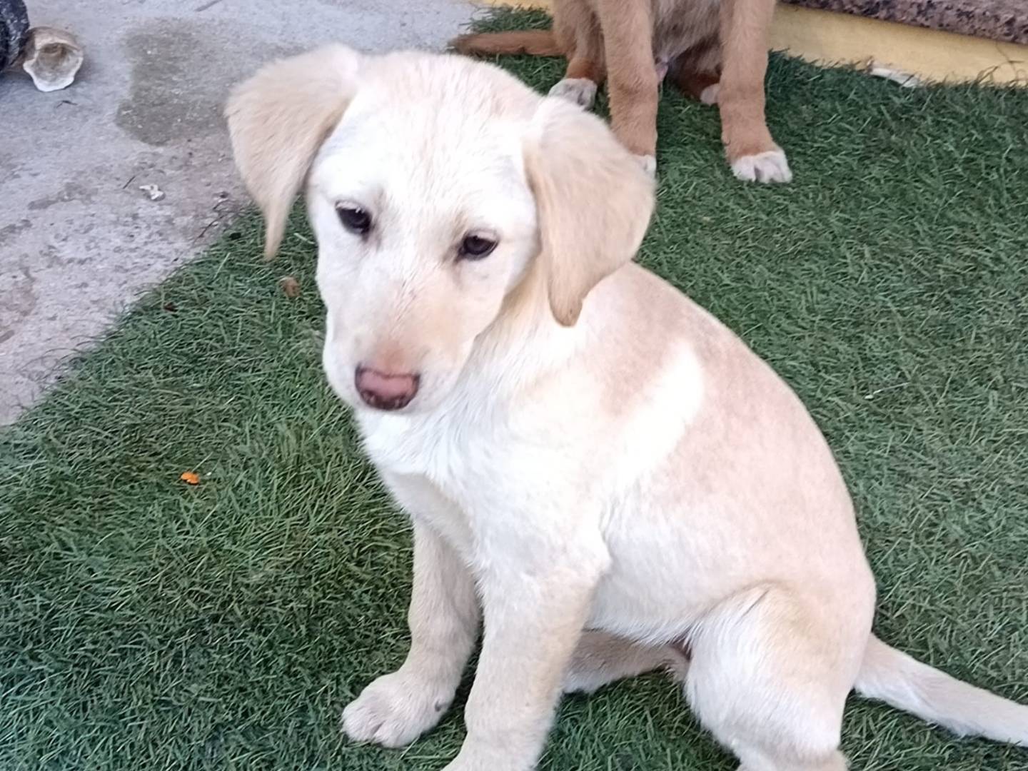 Adozione cane, femmina, Razza sconosciuta Razza sconosciuta, 5 mesi, taglia media, Catanzaro