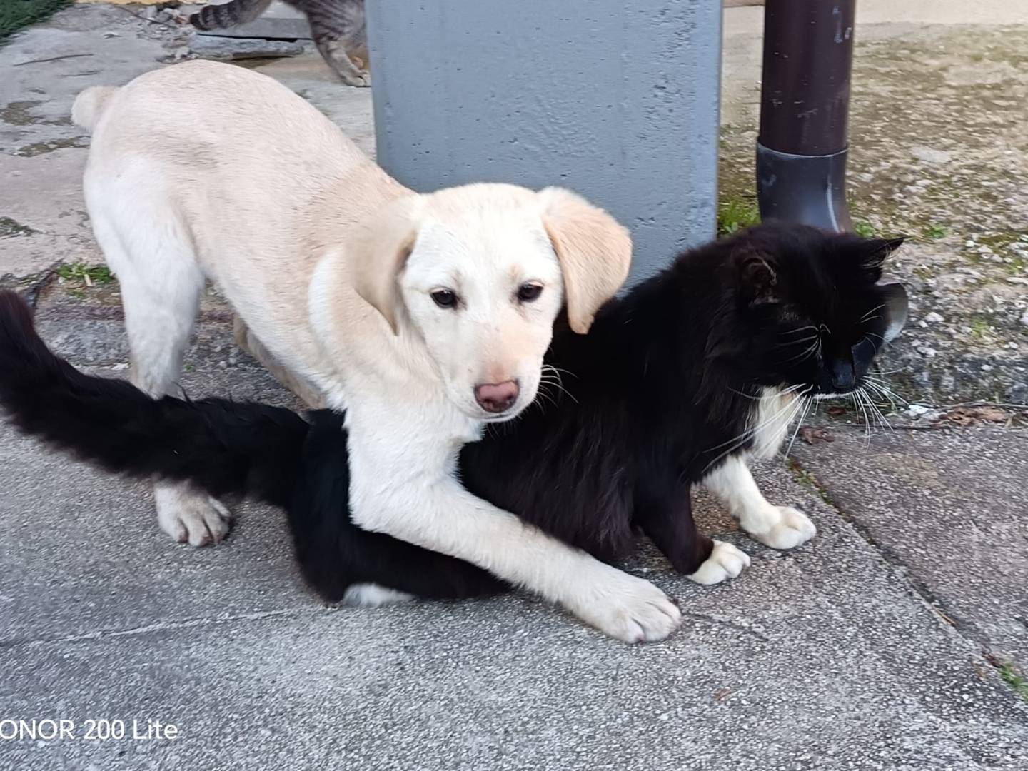 Adotta un cane, femmina, 5 mesi, Catanzaro