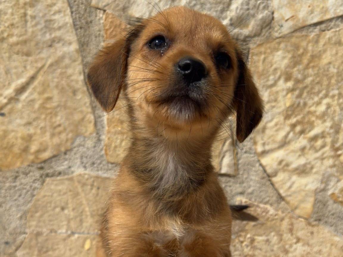 Adozione cane, maschio, Razza sconosciuta Razza sconosciuta, 3 mesi, taglia media contenuta, Matera