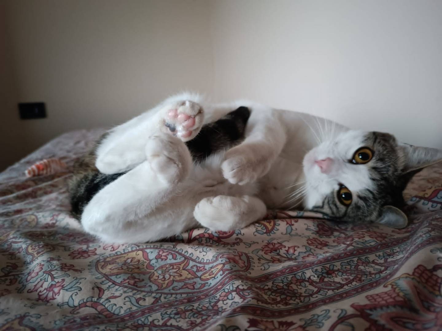 Adozione gatto, femmina, Razza sconosciuta Razza sconosciuta, 9 mesi, taglia non valida, Torino