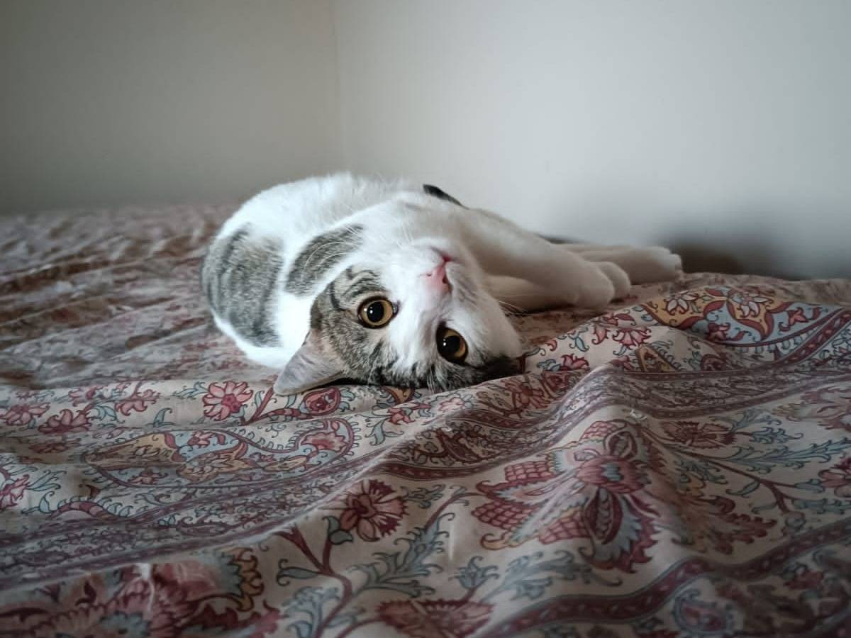 Adotta un gatto, femmina, 9 mesi, Torino