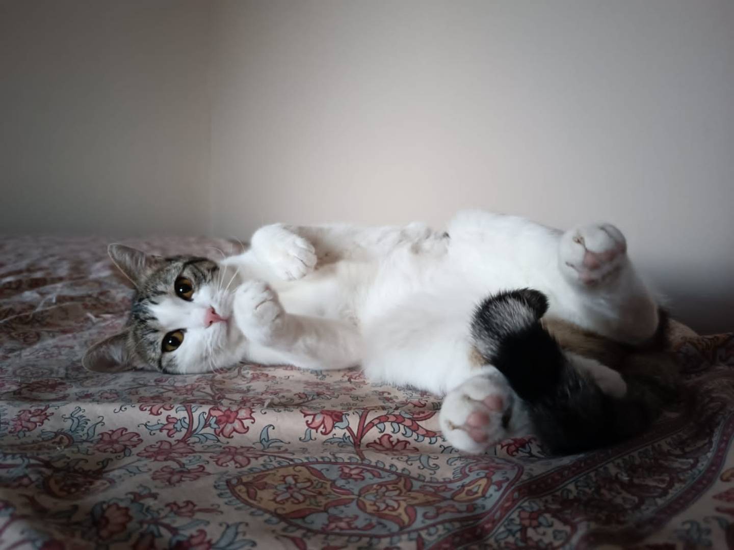 Adotta un gatto, taglia non valida, femmina, Torino