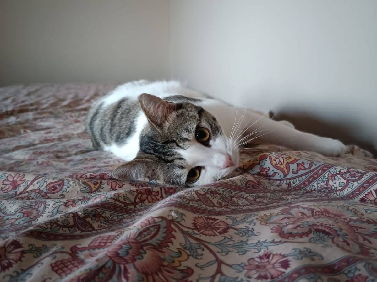 Vuoi adottare un gatto a Torino?