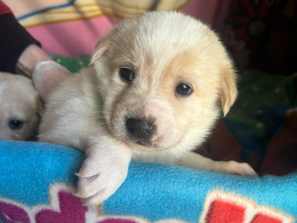 Adozione cane, maschio, Razza sconosciuta Razza sconosciuta, 1 mesi, taglia media, Bari