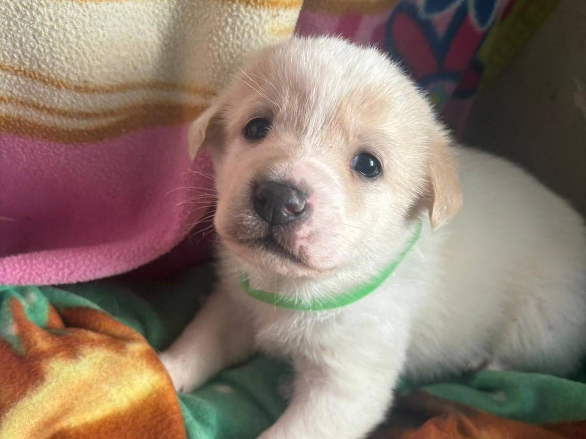 Adotta un cane, maschio, 1 mesi, Bari