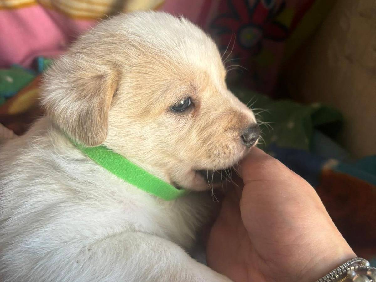 Adotta un cane, taglia media, maschio, Bari