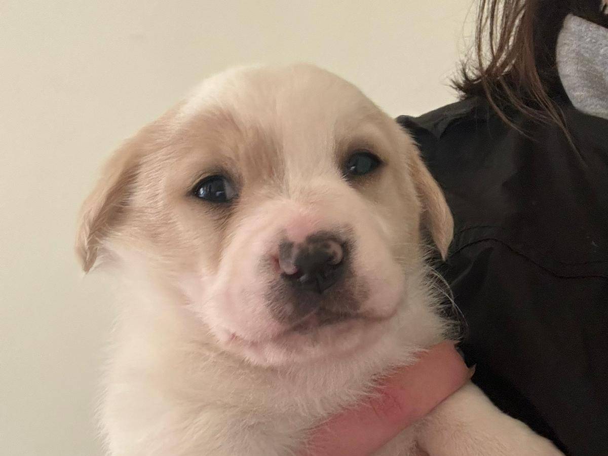 Vuoi adottare un cane a Bari?