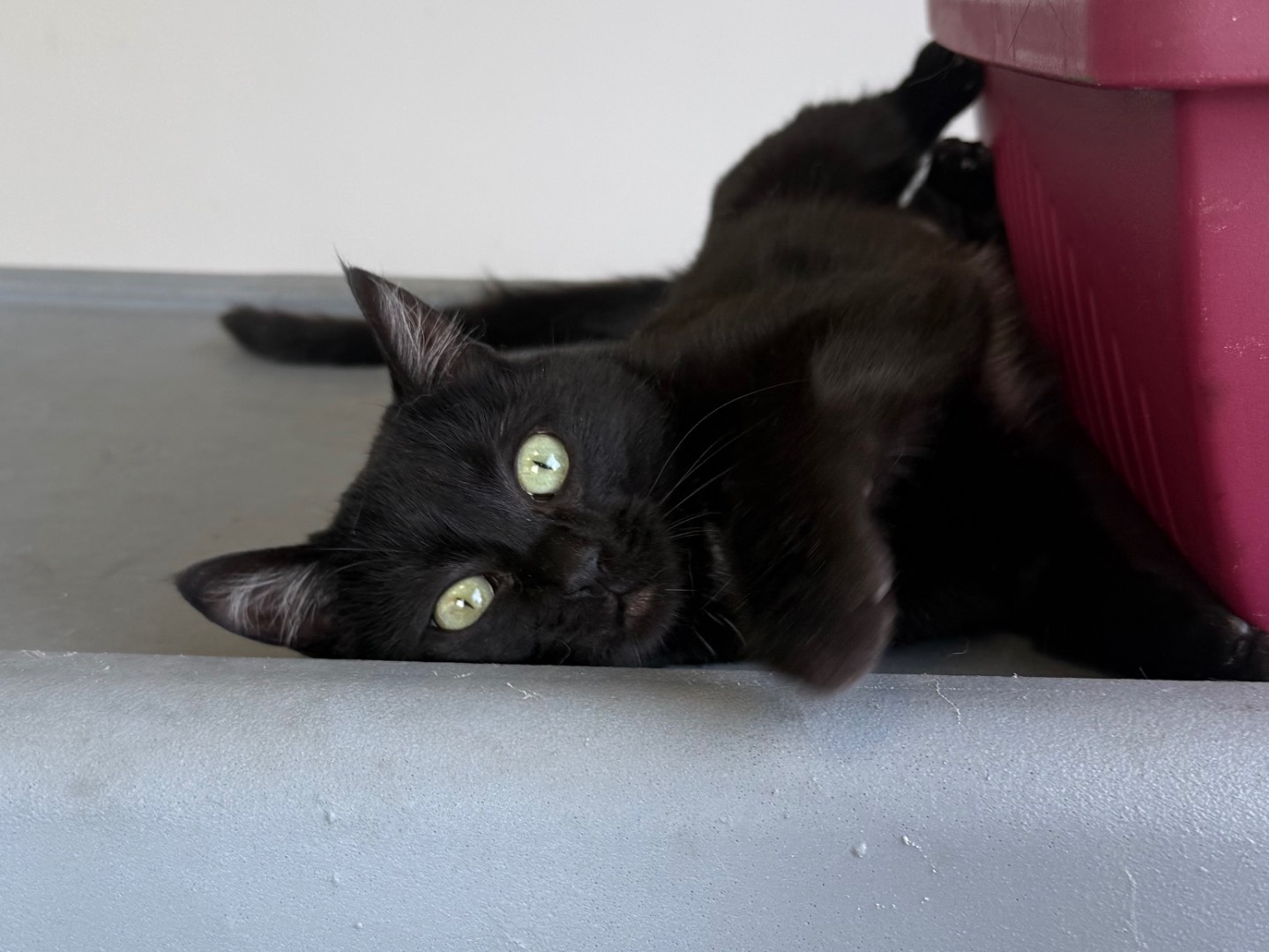 Adozione gatto, femmina, Razza sconosciuta Razza sconosciuta, 5 mesi, taglia non valida, Roma