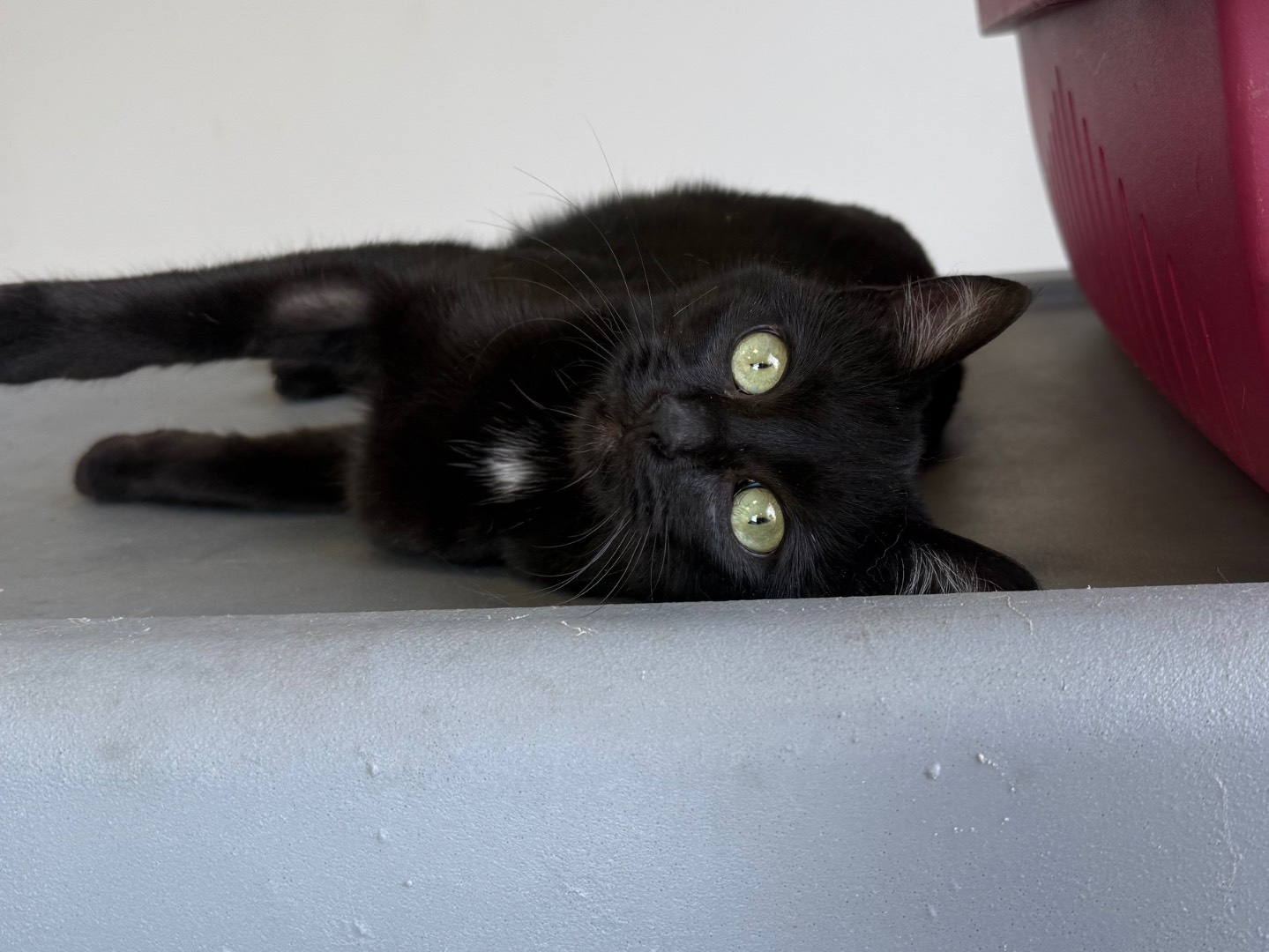 Adotta un gatto, femmina, 5 mesi, Roma