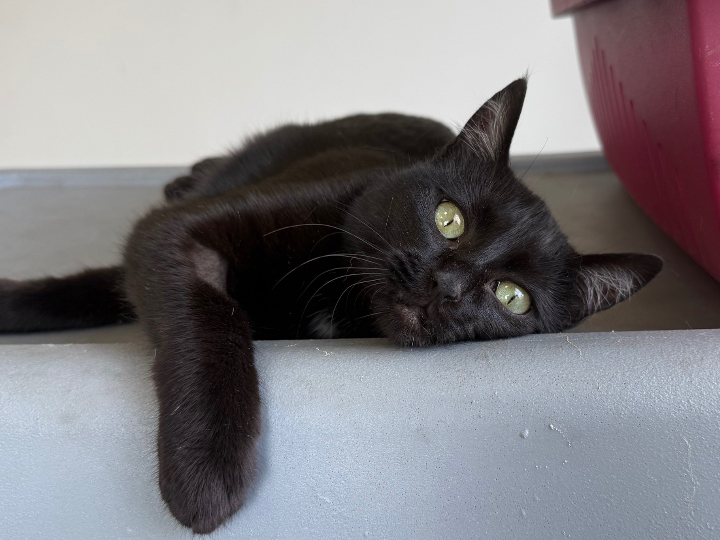 Adotta un gatto, taglia non valida, femmina, Roma