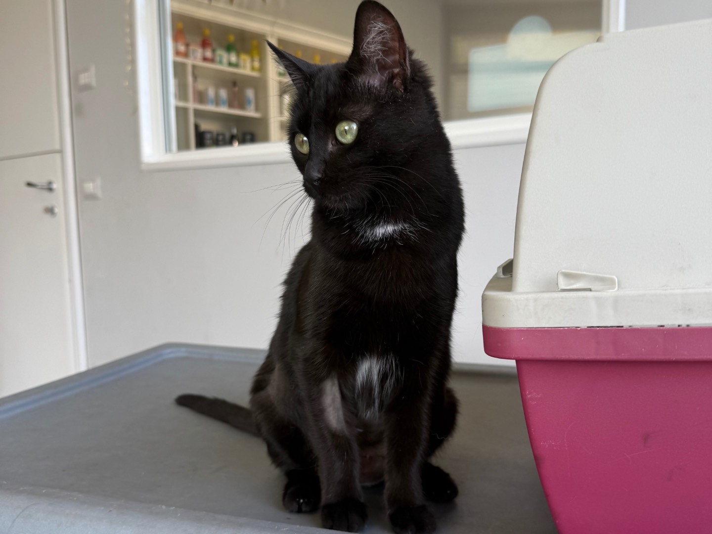 Vuoi adottare un gatto a Roma?