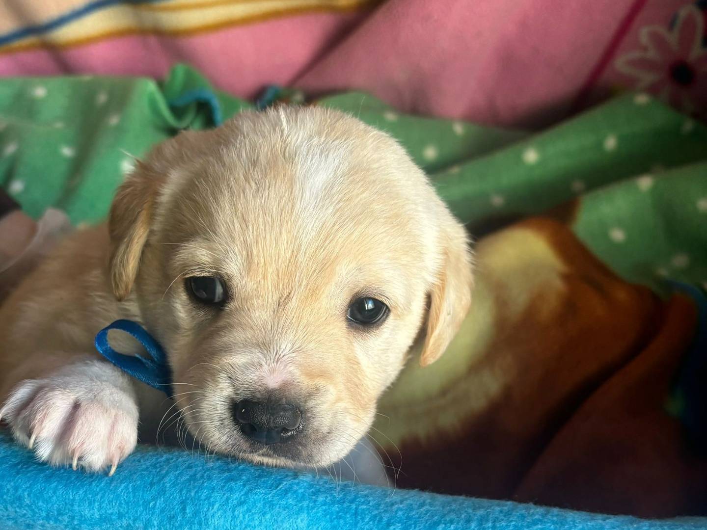 Adotta un cane, taglia media, maschio, Bari