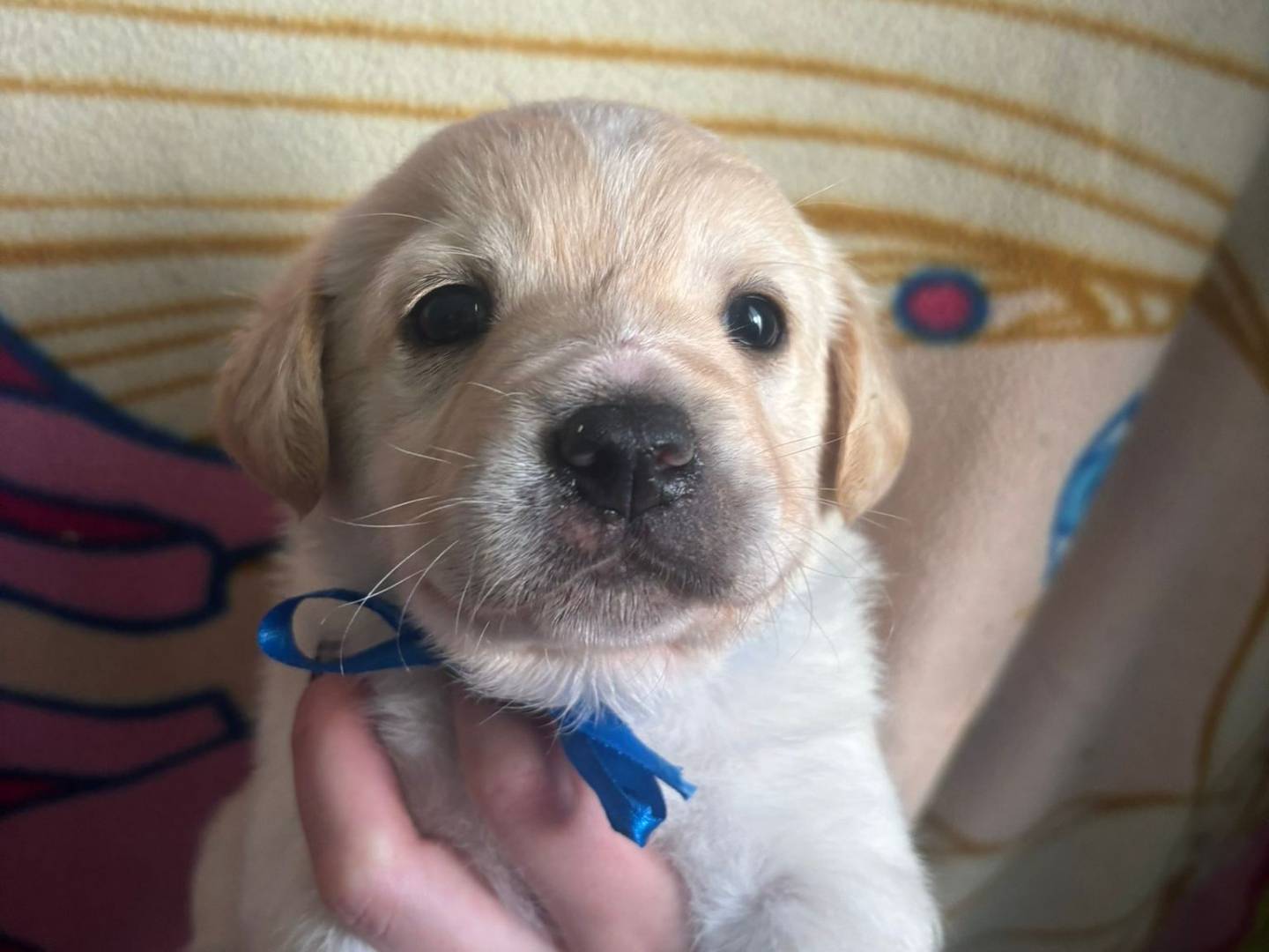 Vuoi adottare un cane a Bari?