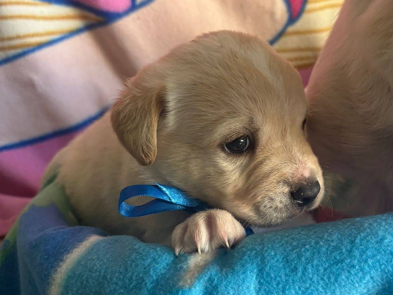 Adotta il cane Lucio a Bari