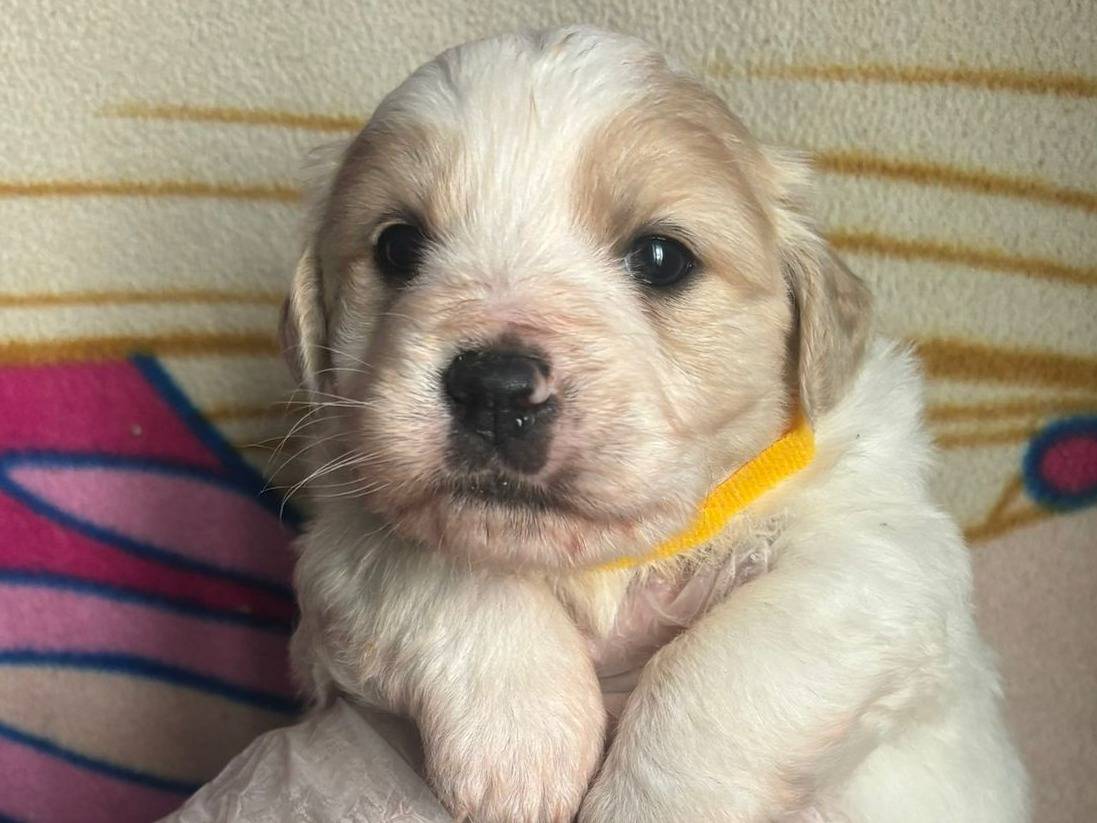 Adozione cane, maschio, Razza sconosciuta Razza sconosciuta, 1 mesi, taglia media, Bari