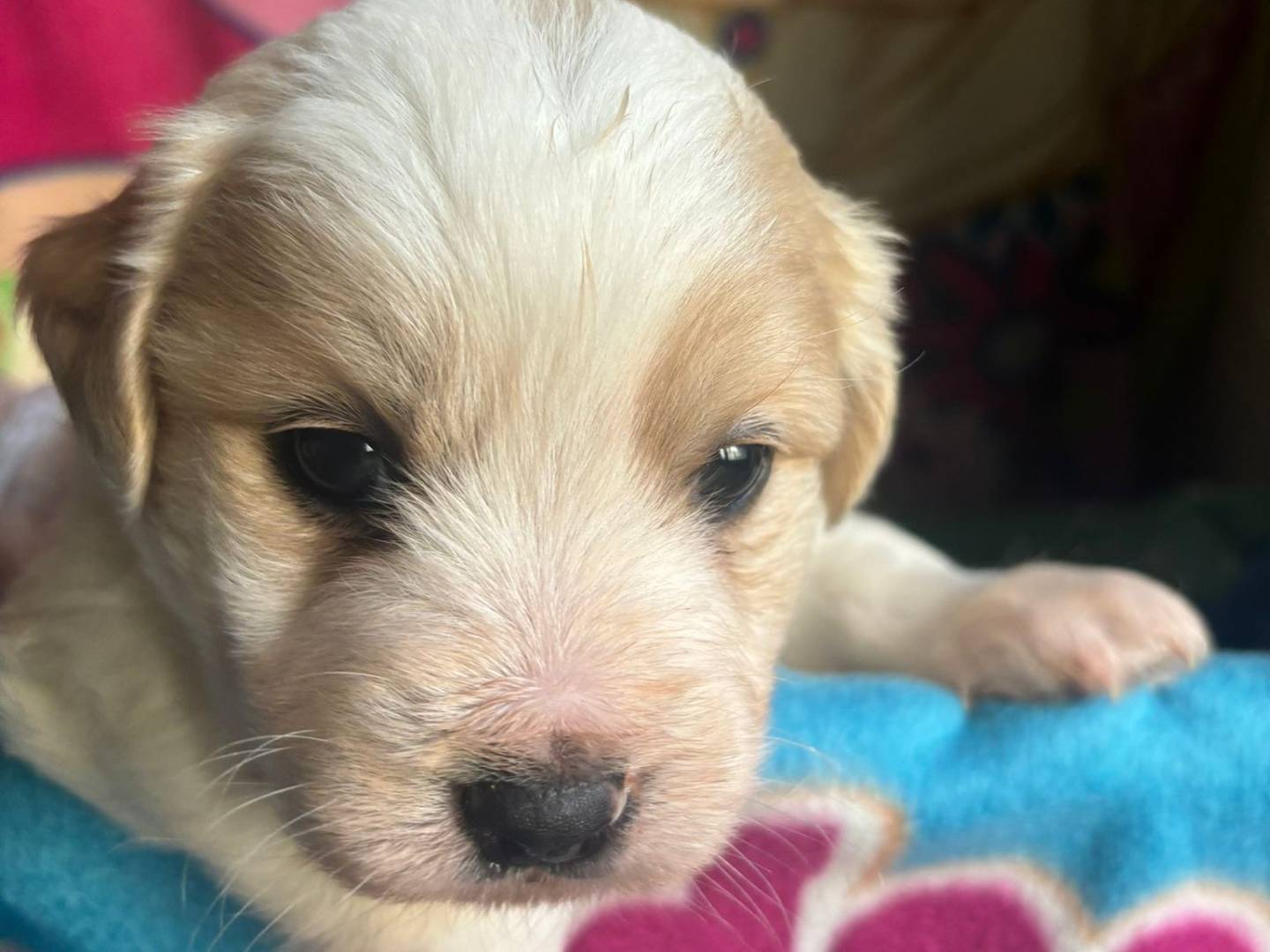 Adotta un cane, maschio, 1 mesi, Bari