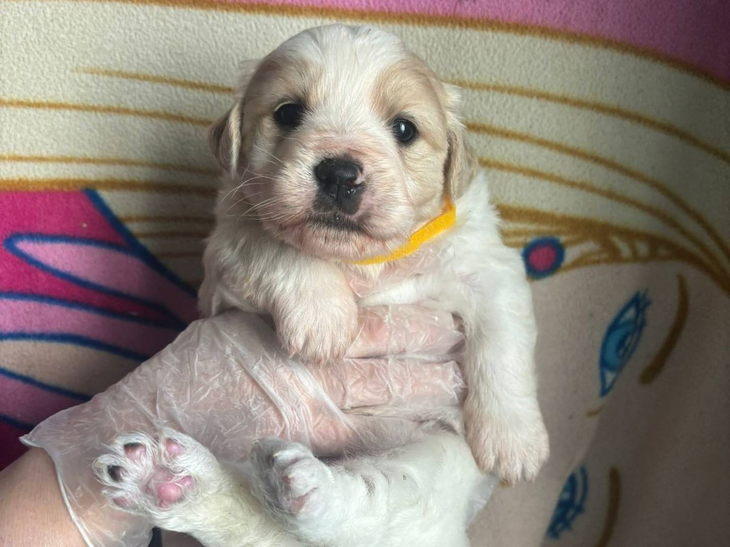 Adotta un cane, taglia media, maschio, Bari