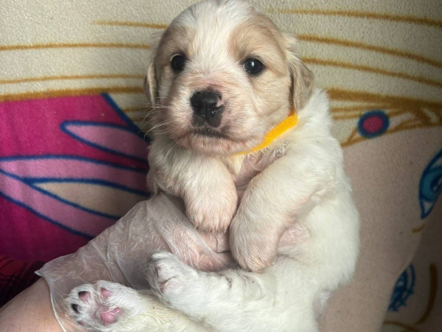 Vuoi adottare un cane a Bari?