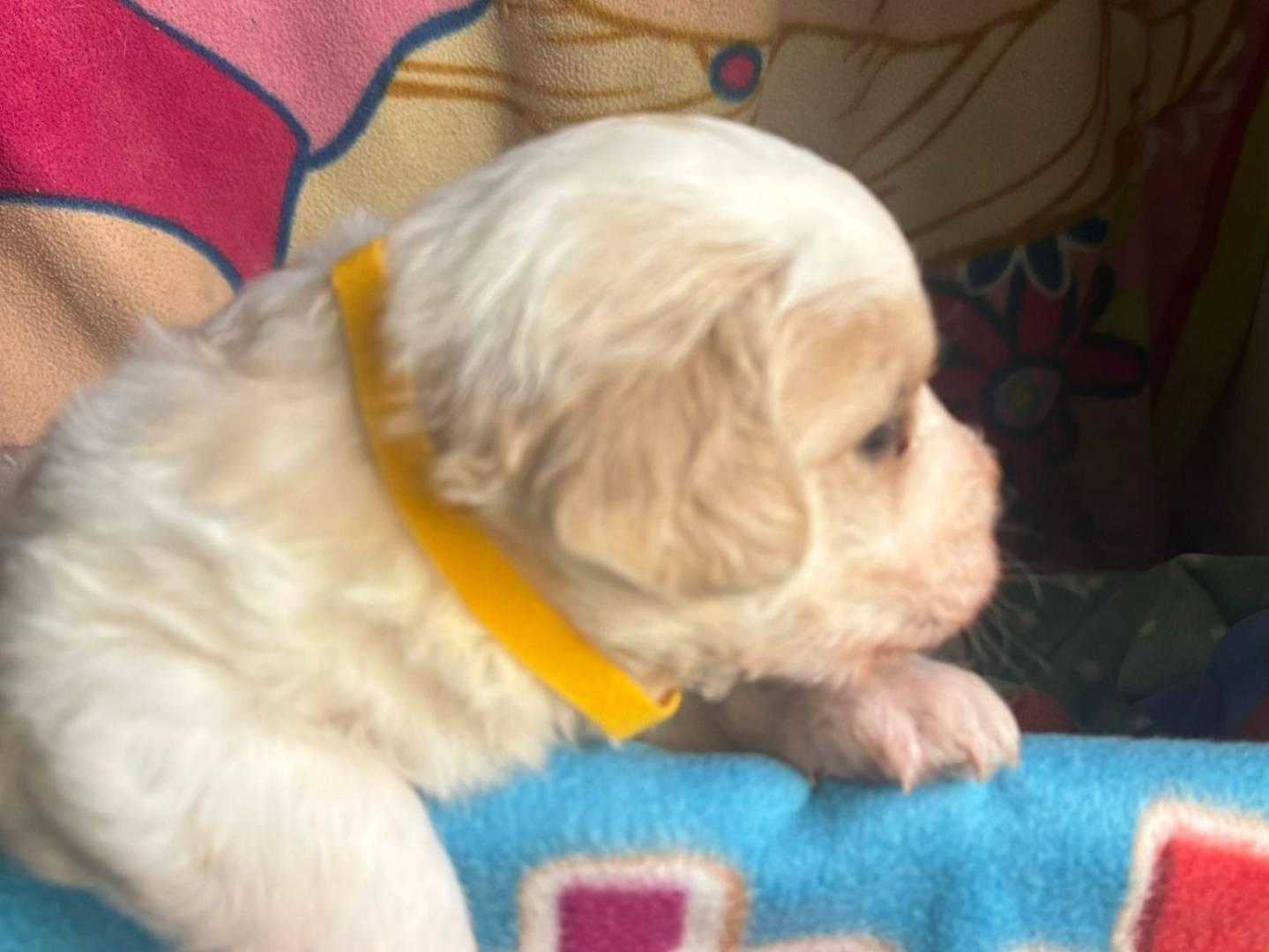 Adotta il cane Dante a Bari