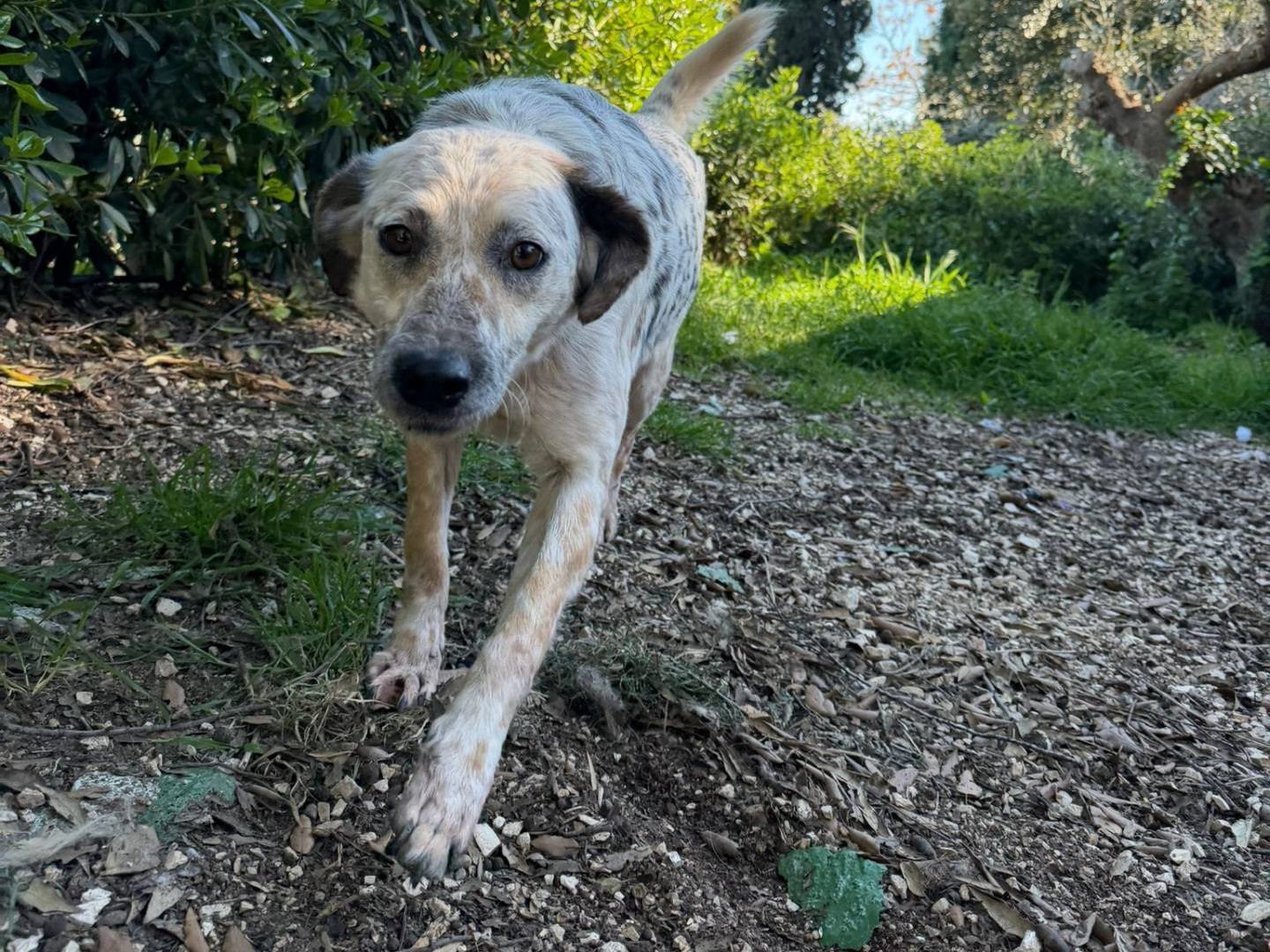 Adotta il cane PunTino a Chieti