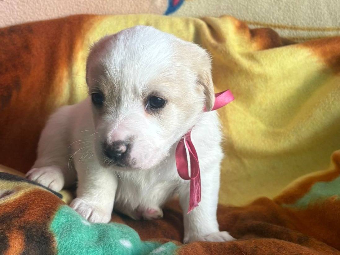 Adozione cane, femmina, Razza sconosciuta Razza sconosciuta, 1 mesi, taglia media, Bari