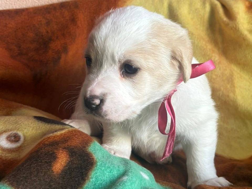 Adotta un cane, femmina, 1 mesi, Bari