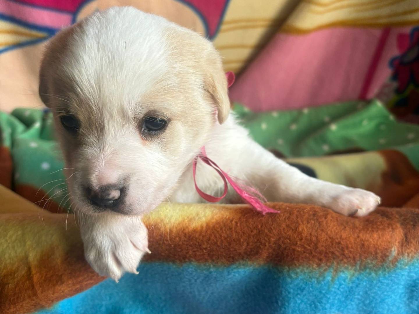 Adotta un cane, taglia media, femmina, Bari