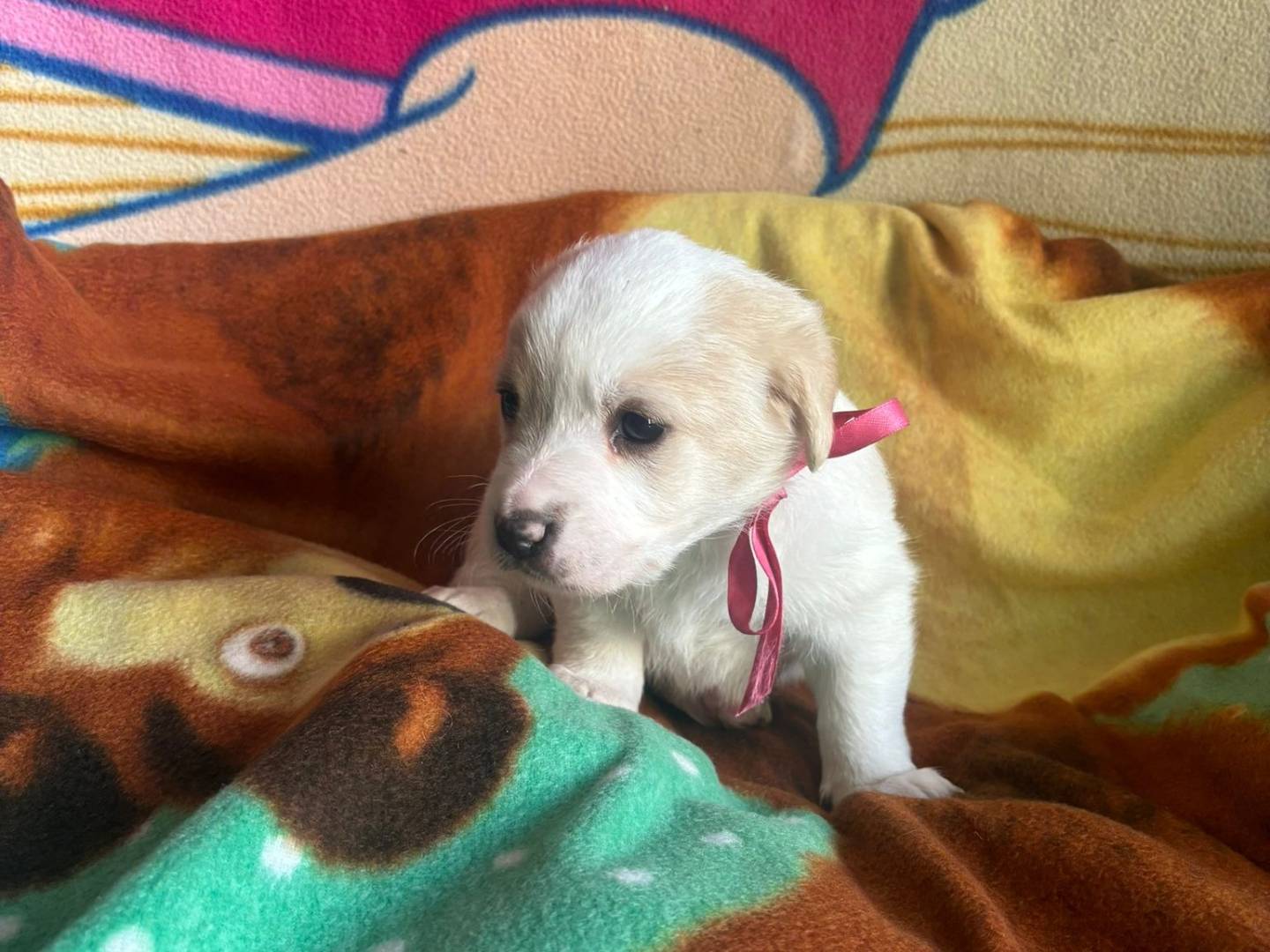 Vuoi adottare un cane a Bari?