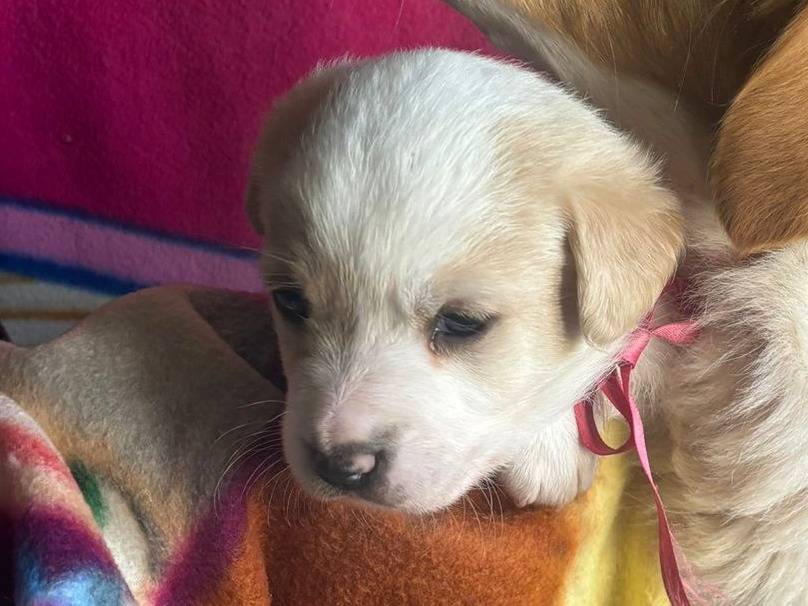 Adotta il cane Kimmy a Bari