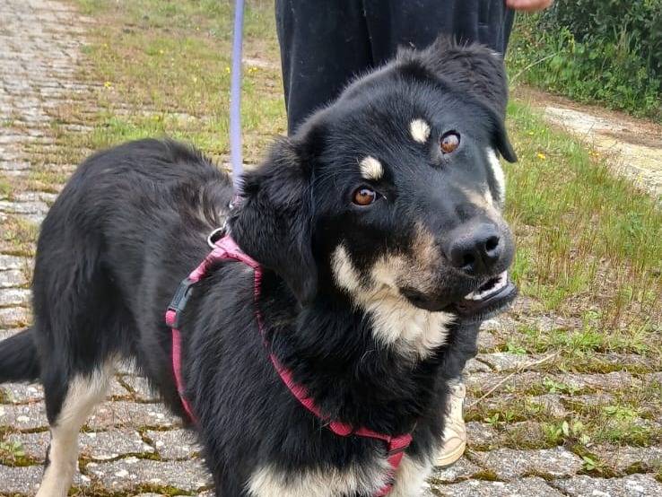 Adozione cane, femmina, Pastore tedesco Razza sconosciuta, 7 mesi, taglia media, Bari