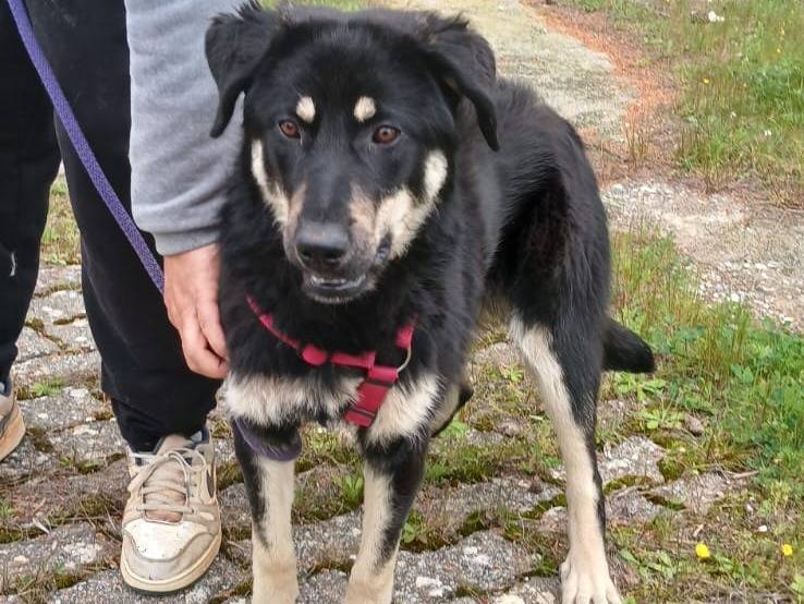 Adotta un cane, femmina, 7 mesi, Bari