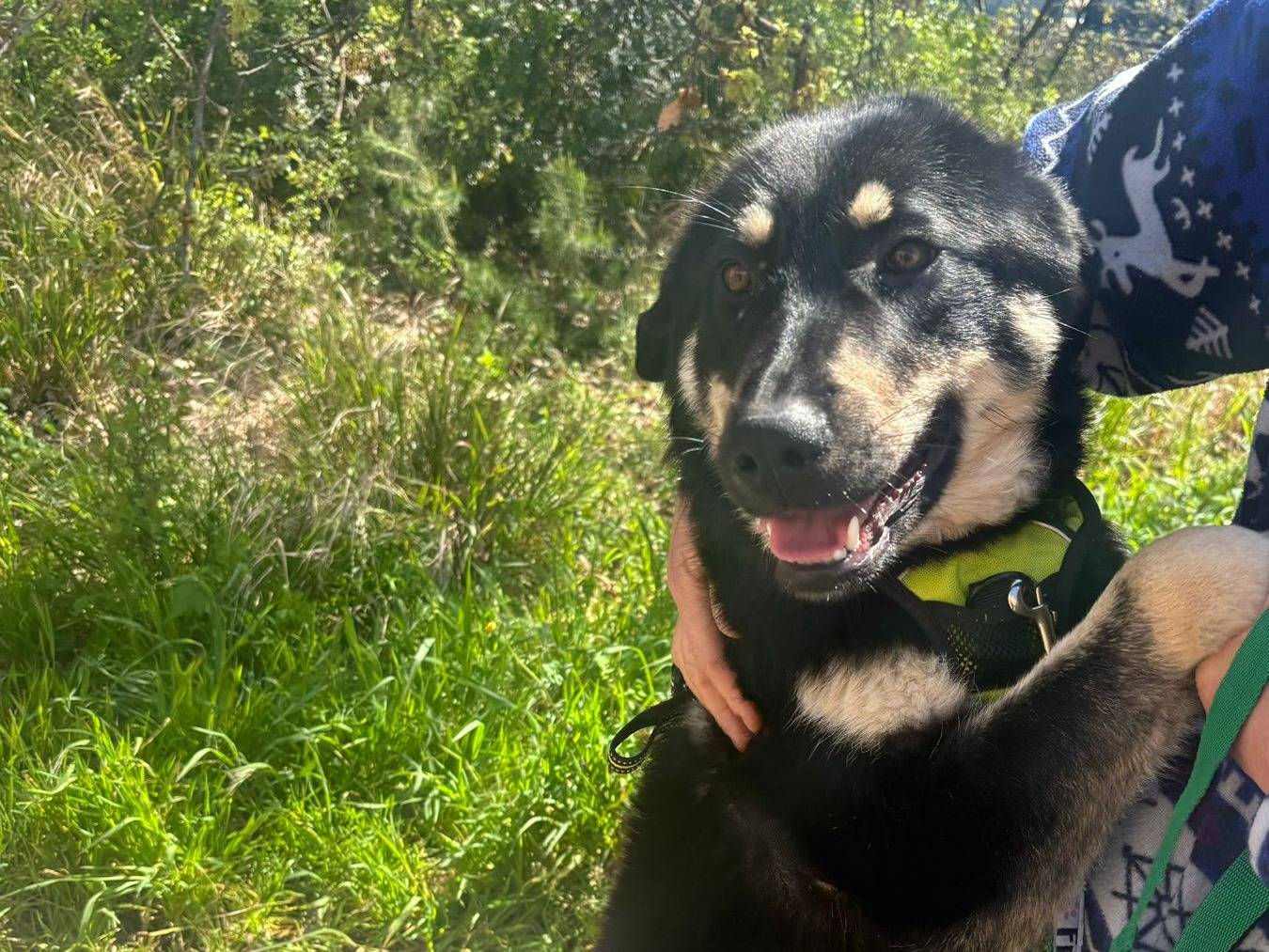 Adotta un cane, taglia media, femmina, Bari