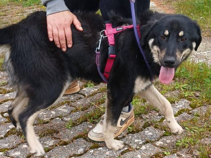 Vuoi adottare un cane a Bari?