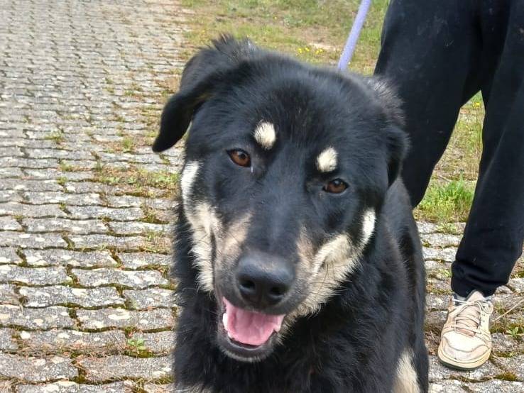 Adotta il cane Eva a Bari