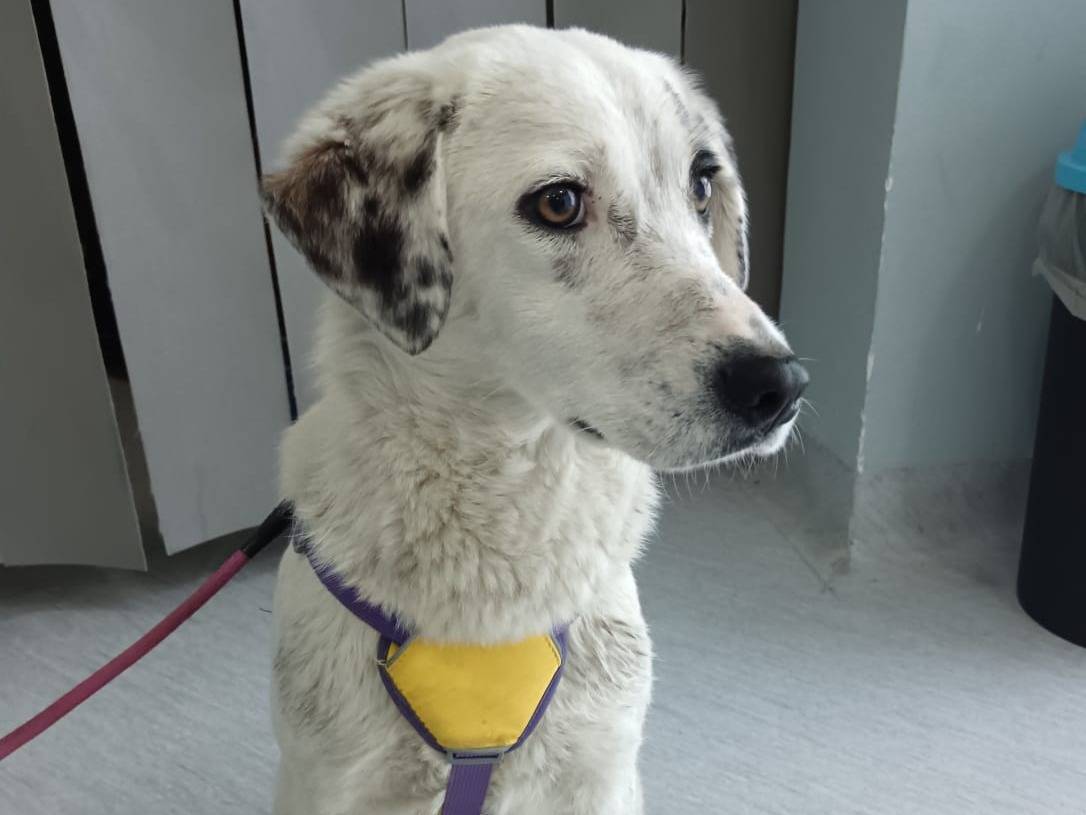 Adotta il cane Lara a Caserta