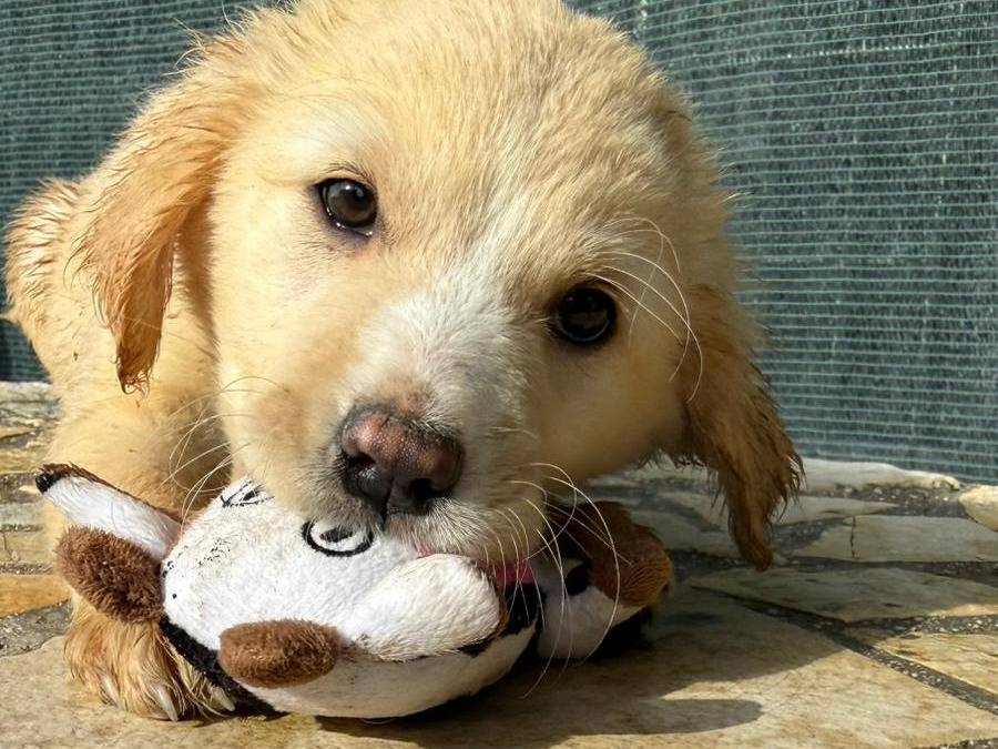 Adozione cane, femmina, Razza sconosciuta Razza sconosciuta, 3 mesi, taglia media, Matera