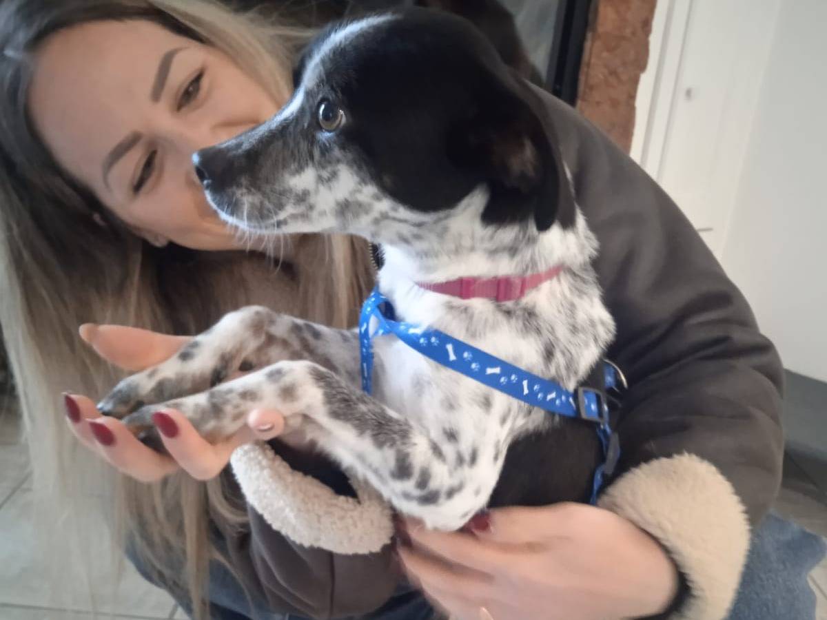 Adozione cane, maschio, Razza sconosciuta Razza sconosciuta, 1 anno e 7 mesi, taglia piccola, Lucca