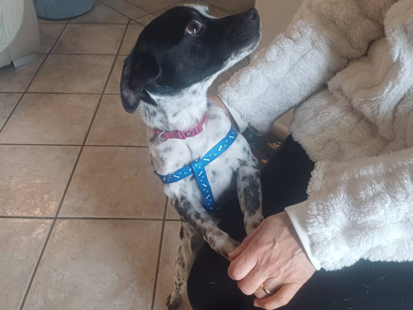 Adotta un cane, maschio, 1 anno e 7 mesi, Lucca