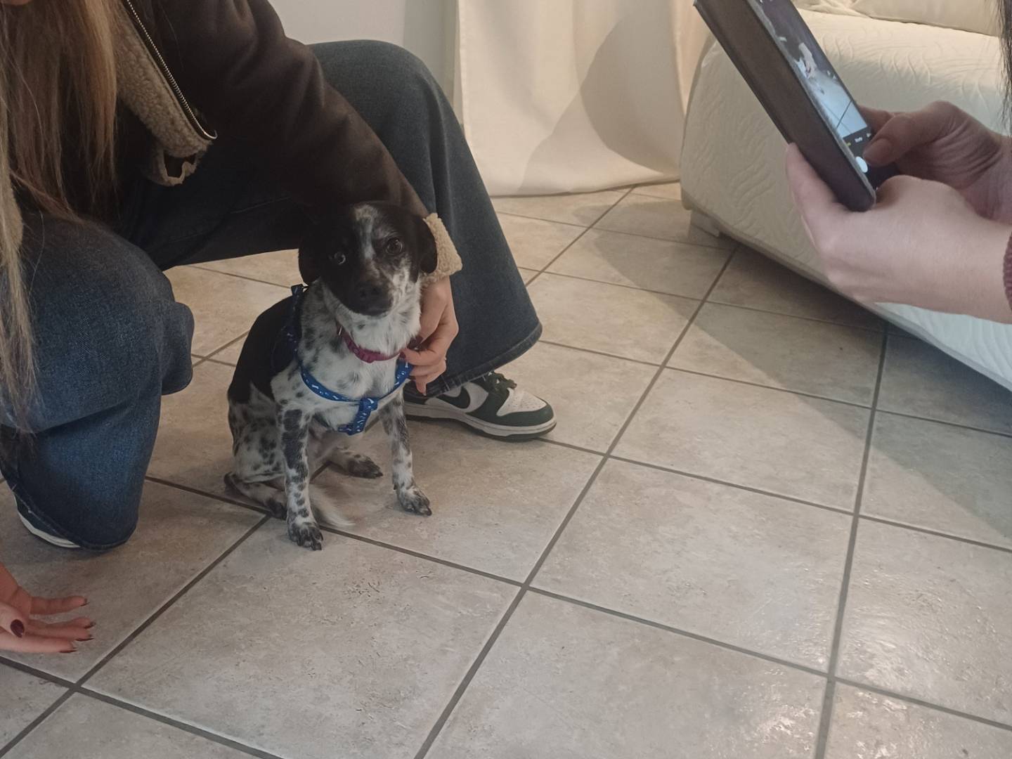 Vuoi adottare un cane a Lucca?