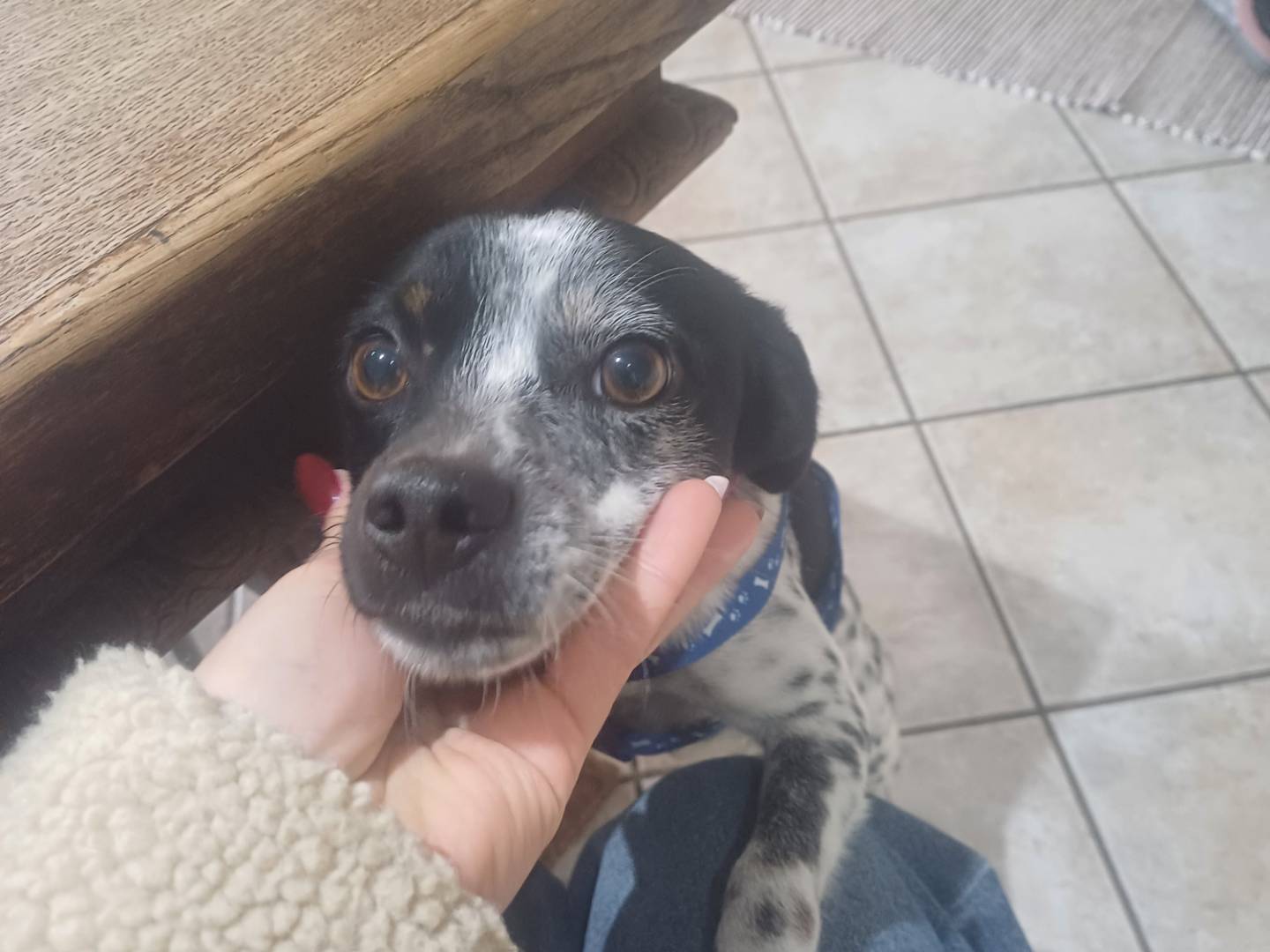 Adotta il cane Teo a Lucca