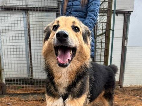 Adozione cane, maschio, Razza sconosciuta Razza sconosciuta, 2 anni e 5 mesi, taglia media, Milano