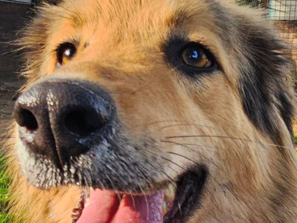 Adotta un cane, maschio, 2 anni e 5 mesi, Milano
