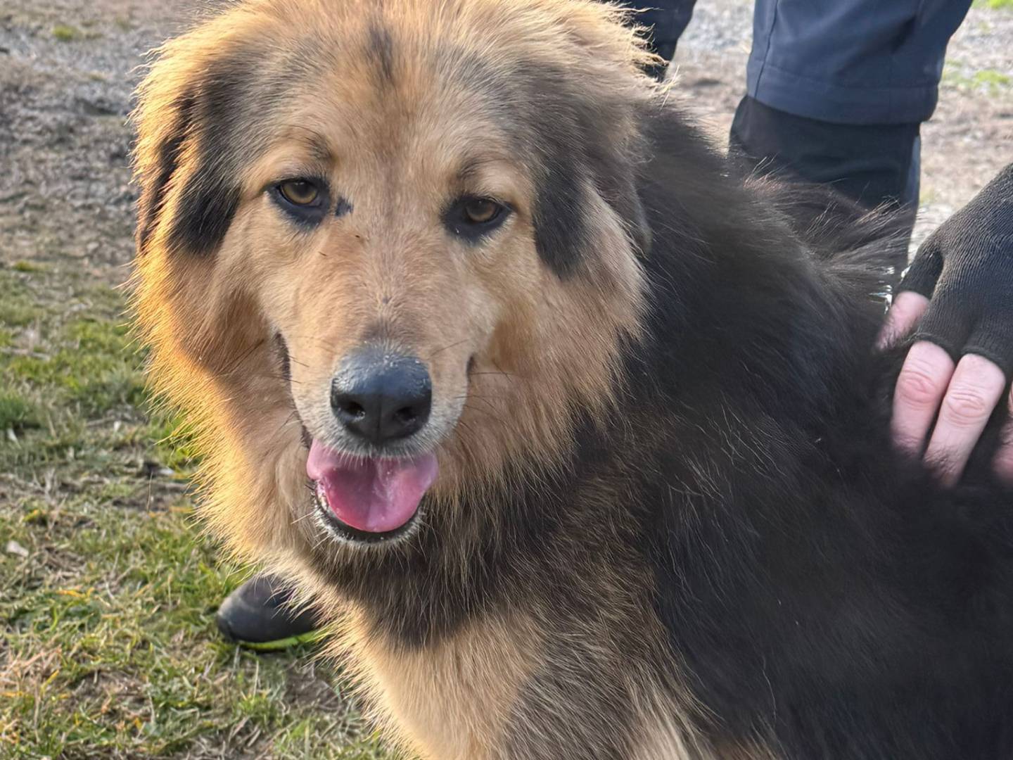 Adotta un cane, taglia media, maschio, Milano