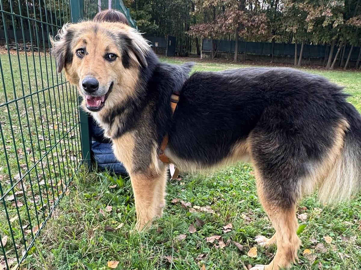 Vuoi adottare un cane a Milano?