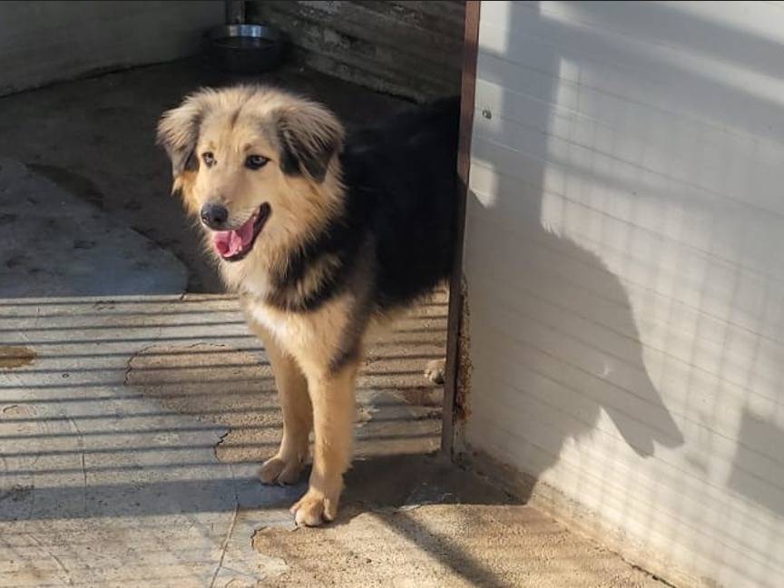 Adotta il cane Milou a Milano