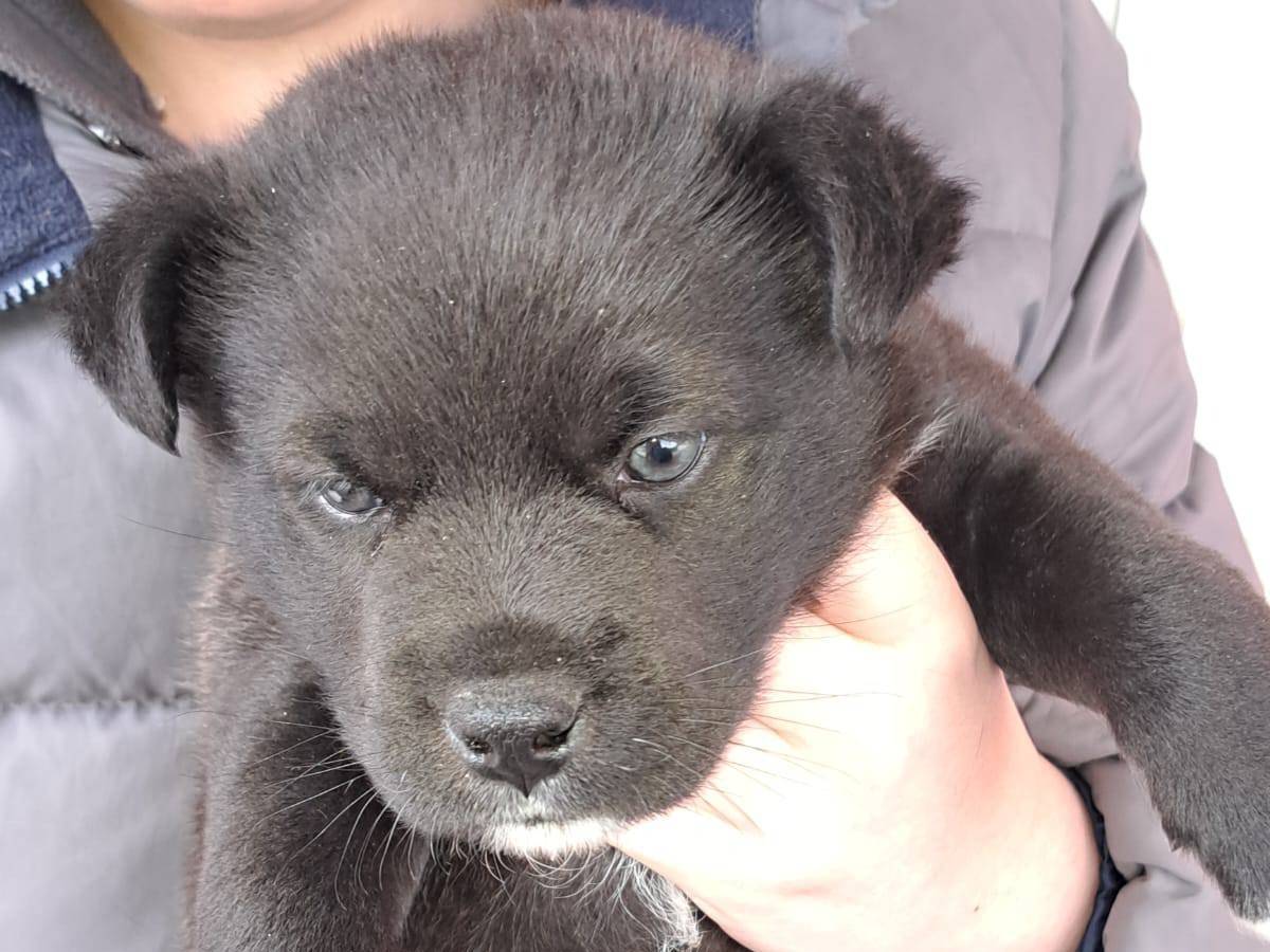 Adotta un cane, maschio, 2 mesi, Avellino