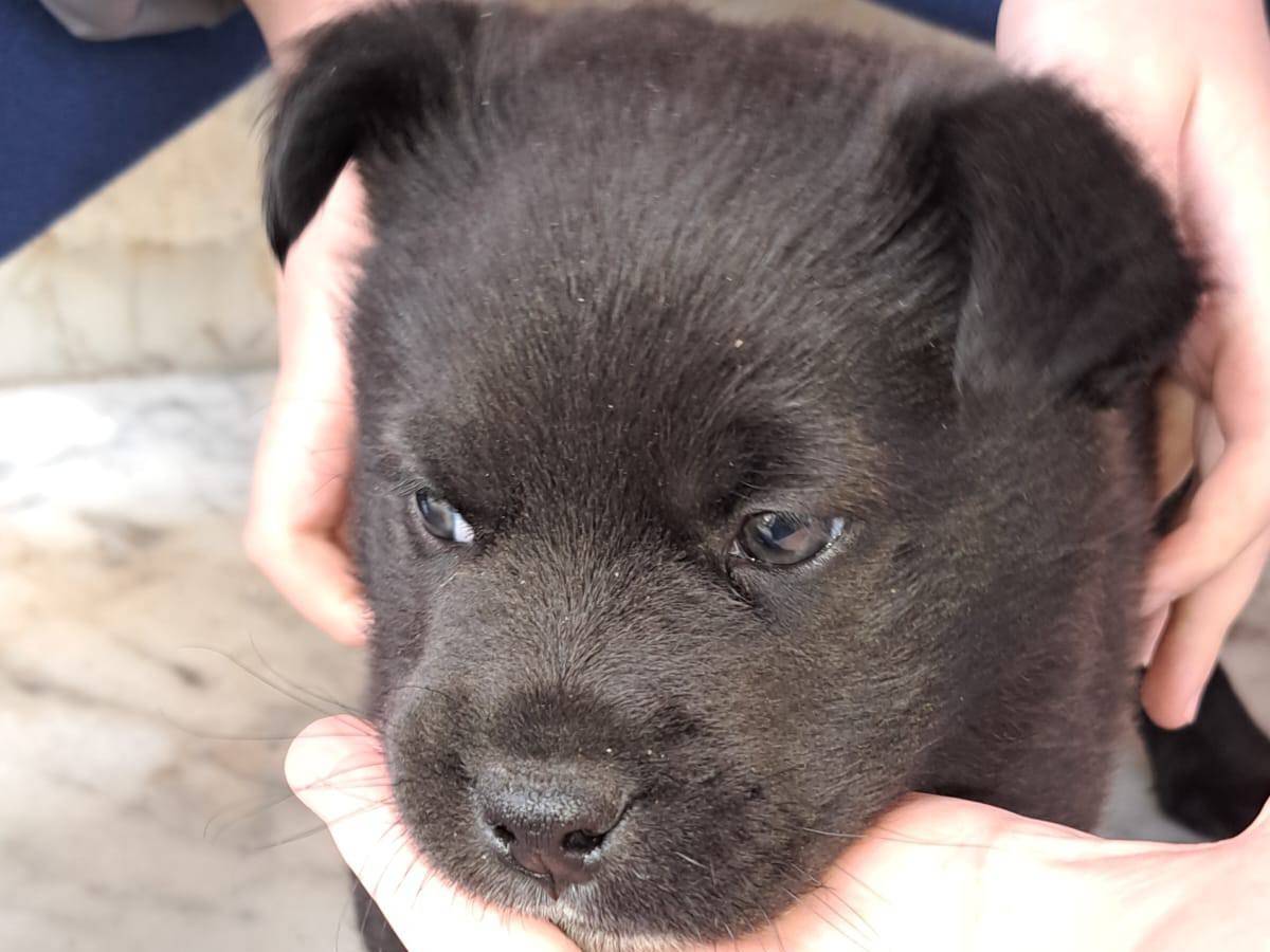Adotta un cane, taglia media, maschio, Avellino