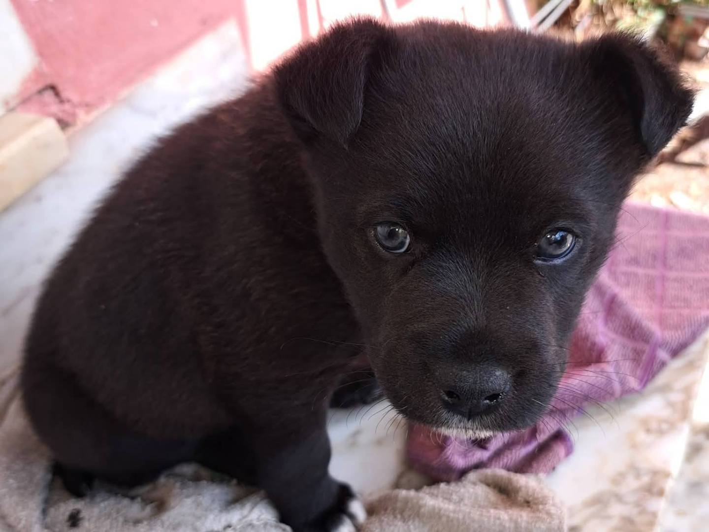 Vuoi adottare un cane a Avellino?